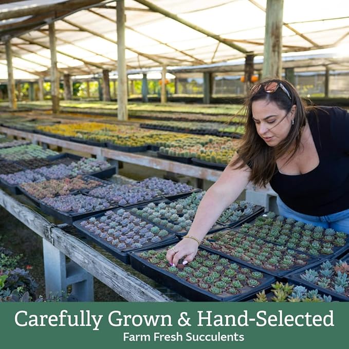 Creations by Nathalie 12 Pack Live Succulent Plants – Assorted Small Indoor Succulents, Bulk Easy Care Live Plants for Events, Wedding Favors, Home, Office & Terrariums