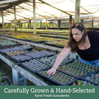Creations by Nathalie 12 Pack Live Succulent Plants – Assorted Small Indoor Succulents, Bulk Easy Care Live Plants for Events, Wedding Favors, Home, Office & Terrariums
