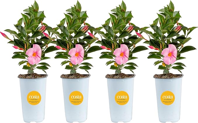 Costa Farms Mandevilla Live Plants | Pack of 4 | 1.5Pt. Houseplants, Flowering Blooms in Plant Pots | Outdoor Decor, Room Decor, Patio, Balcony | Pink Flowers