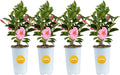 Costa Farms Mandevilla Live Plants | Pack of 4 | 1.5Pt. Houseplants, Flowering Blooms in Plant Pots | Outdoor Decor, Room Decor, Patio, Balcony | Pink Flowers