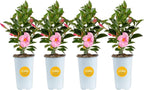 Costa Farms Mandevilla Live Plants | Pack of 4 | 1.5Pt. Houseplants, Flowering Blooms in Plant Pots | Outdoor Decor, Room Decor, Patio, Balcony | Pink Flowers