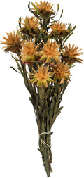 Vickerman 8-20" Aspen Gold Plumosum, Female, 8 flower heads per bundle, Preserved