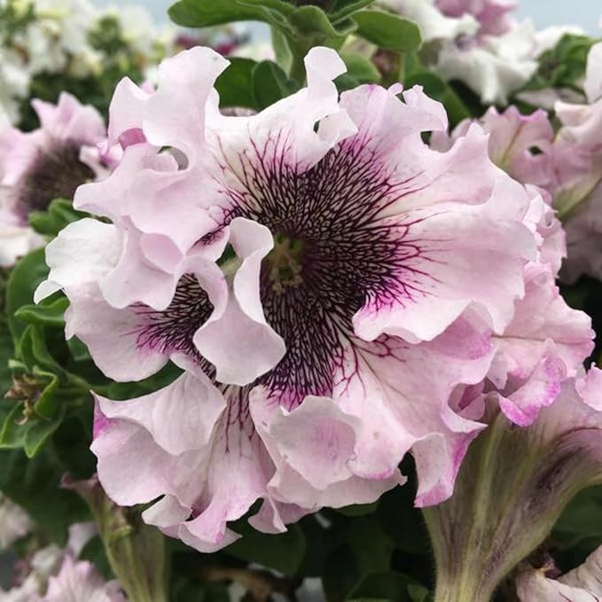 Rare Petunia Seeds for Planting - 300+ Beautiful Perennial Flowers Seeds Heirloom Vine, High Germination Rate Open Pollinated Seeds