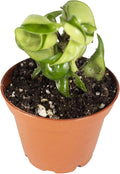 Hoya Hindu Rope Non-Variegated - 2" from California Tropicals
