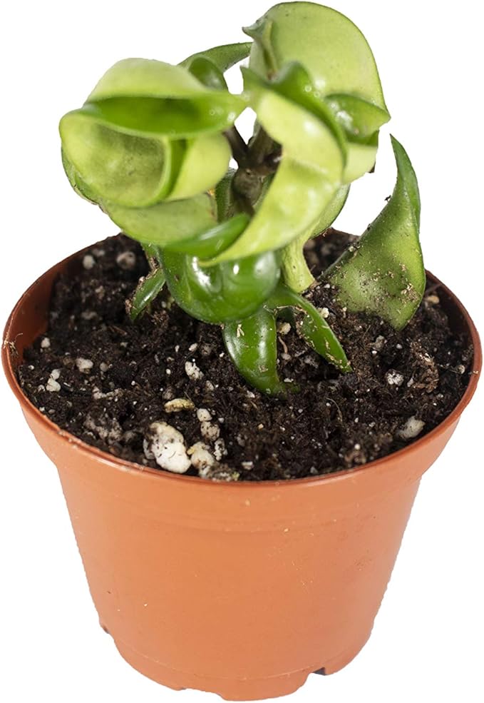 Hoya Hindu Rope Non-Variegated - 2" from California Tropicals
