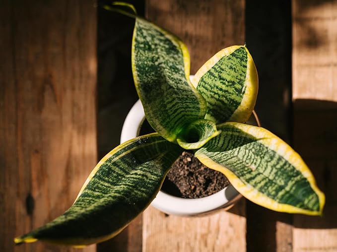 Live Snake Plant – Sansevieria Superba Trifasciata – ragnaroc Tropical Plant in 4” Pot +6” Plant Height, Indoor House Plant in Pot, Potted Succulent Plant