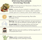 Clovers Garden Citronella Plants – Two (2) Live Plants – Non-GMO - Not Seeds - Each 4" to 8" Tall – in 4" Inch Pots - Citrosa Geranium Plant, Mosquito Repellent, Blooming, Edible