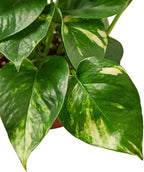 Pothos Golden Live Plant for Indoor | Different Houseplants in 4'' & 6'' Pot | Real House Plant for Living Room, Office, Desk & Bathroom | Epipremnum Aureum | Devil's Ivy