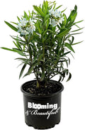 Hardy White Oleander – 3 gal - White Flowers on a Large Evergreen Shrub with a Tropical Appeal – Zones 8-10 - Nerium Oleander 'Hardy White' - 3 Gallon Pot