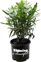 Hardy White Oleander – 3 gal - White Flowers on a Large Evergreen Shrub with a Tropical Appeal – Zones 8-10 - Nerium Oleander 'Hardy White' - 3 Gallon Pot