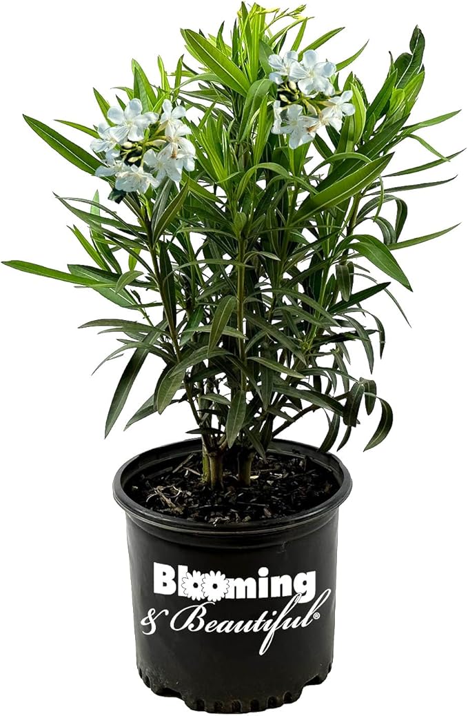 Hardy White Oleander – 3 gal - White Flowers on a Large Evergreen Shrub with a Tropical Appeal – Zones 8-10 - Nerium Oleander 'Hardy White' - 3 Gallon Pot