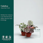 Calathea Assorted Collection (4-Pack) – Live Indoor Plants in 4″ Nursery Pots, Easy Care Tropical Houseplants, Pet Friendly Prayer Plants for Beginners