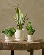 Bamworld Plant Pots Planters for Indoor Plants Flower Pots with Drainage Holes 5/6/7.5 Inch Set of 3 Plastic Planters for Outdoor Plants Garden Pots for Office Room Home Decor White