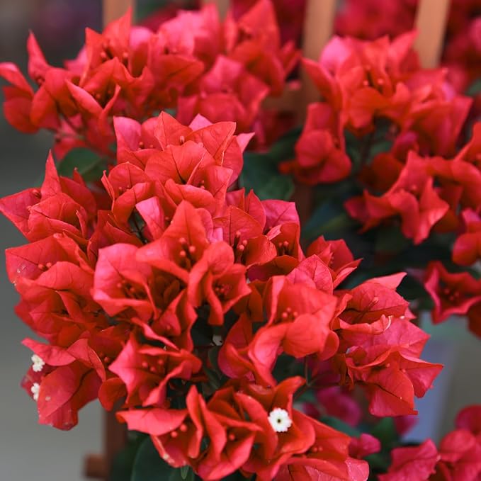 2 Bougainvillea Live Plants, Tropical Bougainvillea Flowering Vine, Fast Growing Outdoor and Container Plant, 4-8'' Tall (Doubel Red Blooms)