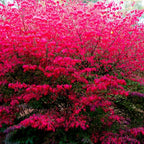 Dwarf Burning Bush Plant Live, 12-18" Tall, in Gallon Pot, Hardy Burning Bush Shrub for Outdoor Landscaping, No Ship to NY, NH, MA, VT