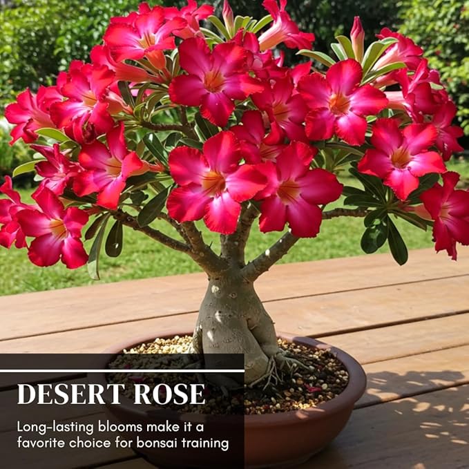 50 Seeds Adenium Obesum Seeds (Desert Rose) – Grow Exotic Caudex Succulent Flowering Plant for Indoor Bonsai or Outdoor Patio – Drought Tolerant, Pink Blooming Ornamental Plant for Containers