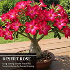 50 Seeds Adenium Obesum Seeds (Desert Rose) – Grow Exotic Caudex Succulent Flowering Plant for Indoor Bonsai or Outdoor Patio – Drought Tolerant, Pink Blooming Ornamental Plant for Containers