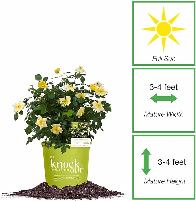 Perfect Plants Easy Bee-zy™ Knock Out® Rose Bush 1 Gallon | Live Rose Shrub | Fresh Roses