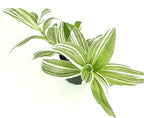 Tradescantia Pistachio White Plant Easy Care Air Purifying Houseplants, 3.5" Pot