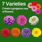 LUOJIBIE Zinnia Seeds, 13000+ Bulk Pack Mixed Colors Large Blooms Seeds, California Giant Zinnia Seeds for 2026, High Germination Non-GMO, Wildflower Seeds for Planting Indoor Outdoor, Open Pollinated