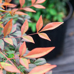 Perfect Plants Gulfstream Nandina 1 Gal. Pot | Heavenly Bamboo | Low Maintenance | Vibrant Color Changing Foliage