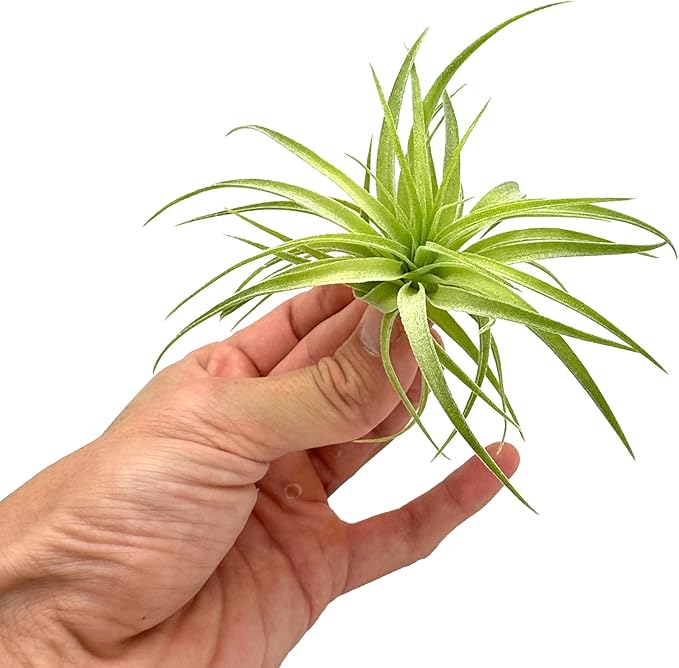 Live Air Plants - Tillandsia Geminiflora 3-6" - 1ct – ragnaroc Live Indoor Plant - Live Arrival Guaranteed - House Plants for Home Decor & Gift