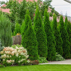 Brighter Blooms - Emerald Green Arborvitae, 3-4 ft. - No Shipping to AK, AZ, HI, OR