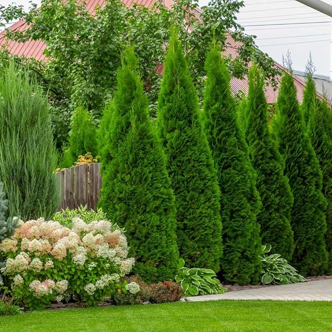 Brighter Blooms - Emerald Green Arborvitae, 5-6 ft. - No Shipping to AK, AZ, HI, OR