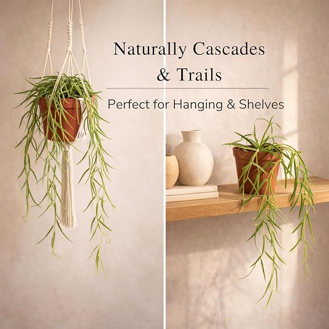 Hoya Linearis Live Plant | String Starter Plants | Cuttings of House Plants Live for Beginner | Hoya Cuttings for Rare Plant Gifts (Heat Pack Included)