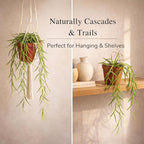 Hoya Linearis Live Plant | String Starter Plants | Cuttings of House Plants Live for Beginner | Hoya Cuttings for Rare Plant Gifts (Heat Pack Included)