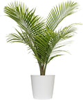 Majesty Palm Live Plant by United Nursery, Large Indoor House Plant, 32-36 inches Tall Tropical Palm Tree in Decorative Pot, Easy Care Large Floor Plant for Home Decor
