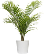 Majesty Palm Live Plant by United Nursery, Large Indoor House Plant, 32-36 inches Tall Tropical Palm Tree in Decorative Pot, Easy Care Large Floor Plant for Home Decor