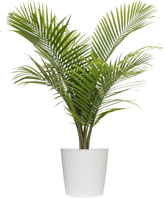 Majesty Palm Live Plant by United Nursery, Large Indoor House Plant, 32-36 inches Tall Tropical Palm Tree in Decorative Pot, Easy Care Large Floor Plant for Home Decor