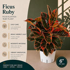 Large Ficus Ruby Live Plant, Indoor Plant, Live Houseplants, Ficus Plant for Home Decor, Colorful Indoor House Plant