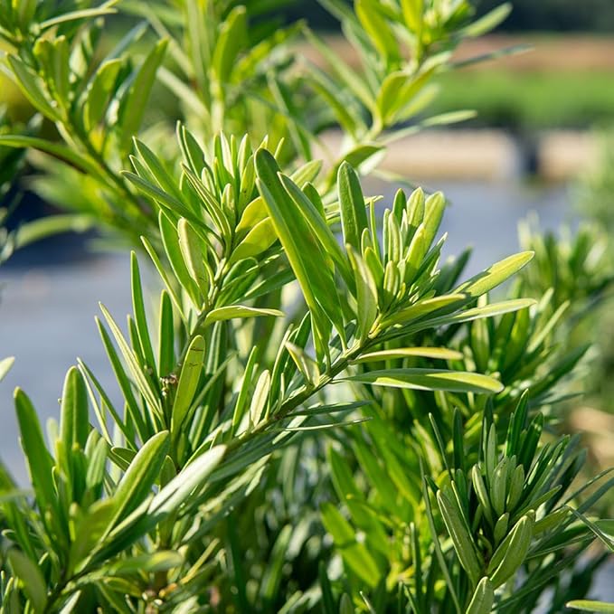 Perfect Plants Podocarpus Maki in 1 Gallon Pot | Live Evergreen Hedge Plant for Outdoor Growing | Japanese Yew Shrub for Privacy & Landscape | Bonsai Tree Starter for Indoor Garden | Full Sun