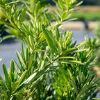 Perfect Plants Podocarpus Maki in 1 Gallon Pot | Live Evergreen Hedge Plant for Outdoor Growing | Japanese Yew Shrub for Privacy & Landscape | Bonsai Tree Starter for Indoor Garden | Full Sun