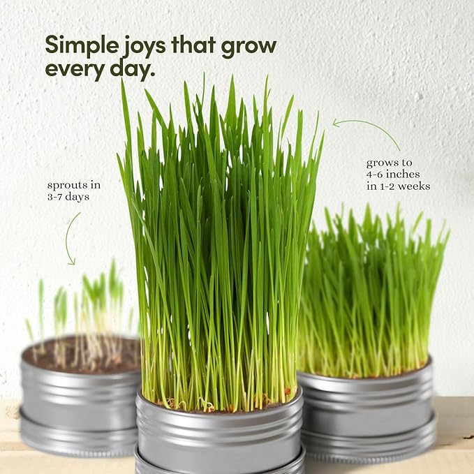 Cat Grass for Indoor Cats Kit - 3 Complete Growing Organic Planter Kits - Grow Your Own Cat Grass - Organic Plant Seeds - Pet Health Supplies Stuff - Gift for Pet Lover