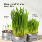 Cat Grass for Indoor Cats Kit - 3 Complete Growing Organic Planter Kits - Grow Your Own Cat Grass - Organic Plant Seeds - Pet Health Supplies Stuff - Gift for Pet Lover