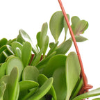 Shop Succulents Trailing Jade Succulent Plant, Senecio Jacobsenii, Fully Rooted Live 6" Succulent Plant with Hanger, Low Maintenance Indoor Plant, Hardy Succulents, Favors, Gifts & Garden
