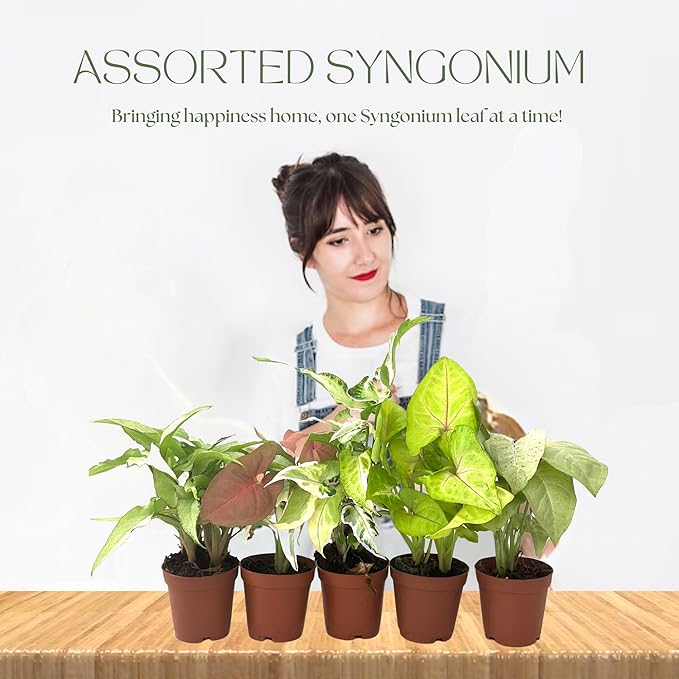 Syngonium Live Plant Assorted Starter Pack in 2" Pot - Easy to Grow Air Purifying Indoor House Plants Flowers for Home Office Wedding Decor & Birthday Gift (3) (Heat Pack Included)