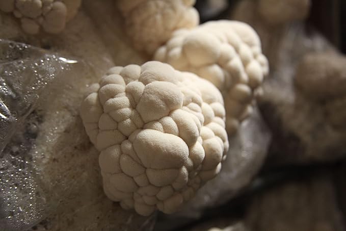 Lion's Mane Mushroom Mini-Farm Grow Kit, 5lbs, Non-GMO, Easy to Use, Grow Your Mushrooms at Home, Produced by Real Farmers in California