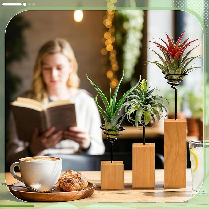 3 Pack Air Plant Holder with Wooden Base, Metal Spiral Tillandsia Stands for Desktop Shelf Display, Decorative 3 Sizes Air Plant Holder for Home Office and Housewarming Gift