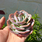 Succulents Plants Live Echeveria Perle von Nürnberg,Mini Succulents Red 3 inches Mini Succulents,Bare Root Without Pot,Succulent Plant Live Decoration Plant Gifts (Blue Swan)