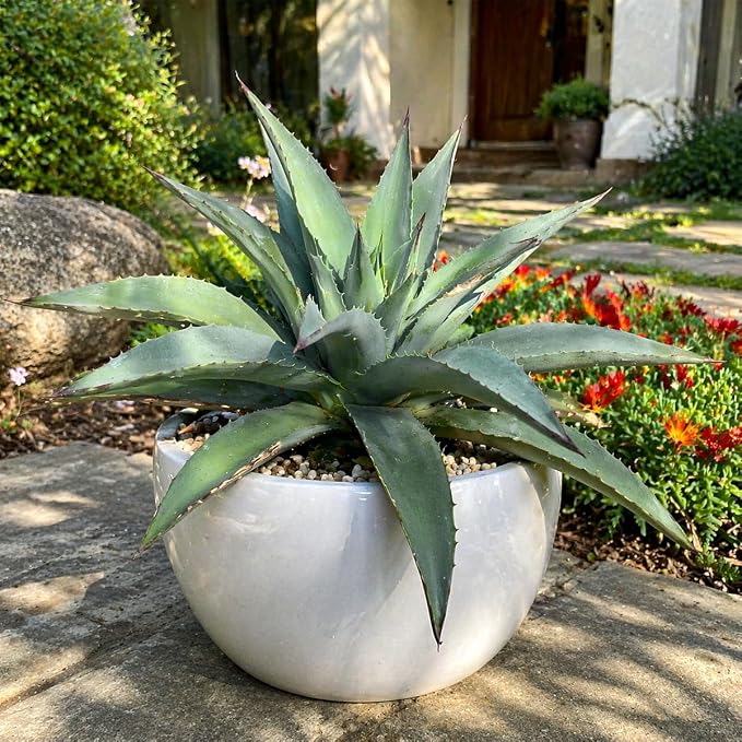 Mangave 'Frosted Elegance' (1.5" Plug) - Live Succulent Plant, Rare Variegated Agave Hybrid, Low Maintenance Indoor Outdoor Plant for Home Garden Decor, Beginner-Friendly Live Plants