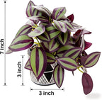 7" Artificial Tradescantia Zebrina Plant in Geometric Ceramic Pot, Lifelike Purple Variegated Vine 8" Wide Faux Indoor Plant for Home Office Desk Shelf Bathroom Decor
