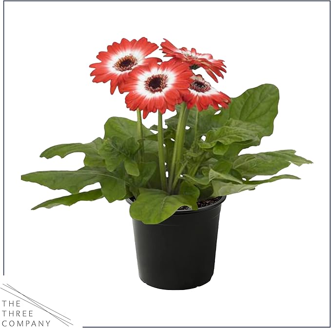 Live Flowering Gerbera Daisies - Red and White Bicolor (3 Plants Per Pack) - Beautiful Spring Flowers - 12" Tall by 5" Wide in 1 Qt Pot