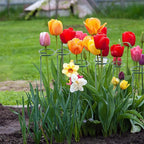 Thealyn 24 Inch 12 Packs Plant Support Stakes,Garden Single stemmed Plant Support Hoops, Plant Prop, for Flowers,Orchid, Tomatoes Peony Lily Rose (24 inch)