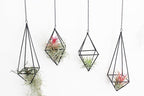 4 Pcs Hanging Air Plants Holders Black Himmeli Large Geometric Tillandsia Air Plant Planter Hangers Airplants Display Wire Frame with Chains Wall Metal 2 Size