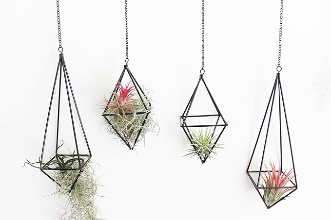 4 Pcs Hanging Air Plants Holders Black Himmeli Large Geometric Tillandsia Air Plant Planter Hangers Airplants Display Wire Frame with Chains Wall Metal 2 Size