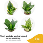 Costa Farms Snake Plant, Live Plants in Plastic Pots, Easy to Maintain, Air Purifying Indoor Succulent Houseplants, Assorted Variety, Home, Room, or Office Decor, Pack of 3, 8-12 Inches Tall